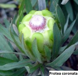 Seme cveća: Parodia coronata - 5 semenki