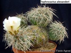 Seme cveća: Tephrocactus alexanderi - 5 semenki