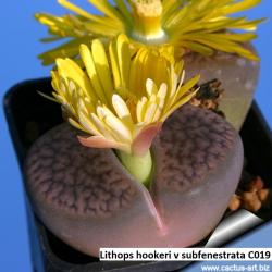 Seme cveća: Lithops hookeri v subfenestrata /C019/ - 20 semenki