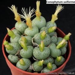 Seme cveća: Conophytum uviforme - 10 semenki