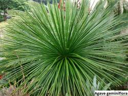 Seme cveća: Agave geminiflora - 10 semenki