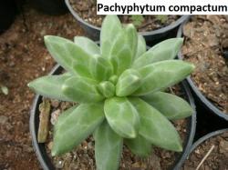 Seme cveća: Pachyphytum compactum - 20 semenki