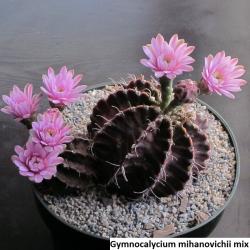 Kaktusi: Gymnocalycium mihanovichii mix - 10 semenki