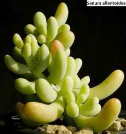 Seme cveća: Sedum allantoides - 20 semenki