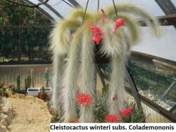 Kaktusi: Cleistocactus winteri subs. Colademononis - 10 semenki