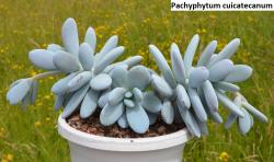 Seme cveća: Pachyphytum cuicatecanum - 20 semenki