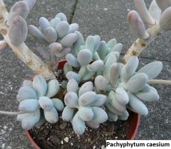 Seme cveća: Pachyphytum caesium - 20 semenki