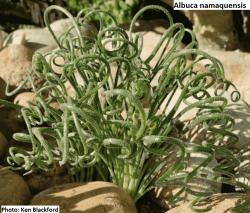 Seme cveća: Albuca namaquensis - 5 semenki