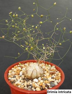 Seme cveća: Drimia intricata (Schizobasis intricata) - 10 semenki