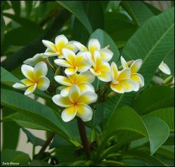 Seme cveća: Plumeria (Frangipani) Mix - 5 semenki