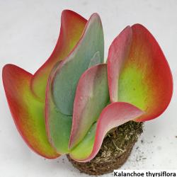 Seme cveća: Kalanchoe thyrsiflora - 20 semenki