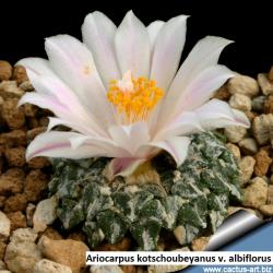 Kaktusi: Ariocarpus kotschoubeyanus v. albiflorus - 10 semenki