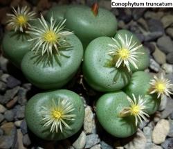 Kaktusi: Conophytum truncatum - 10 semenki