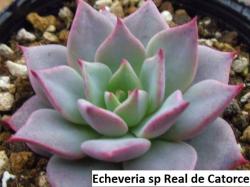 Seme cveća: Echeveria sp Real de Catorce - 20 semenki