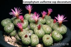 Seme cveća: Conophytum uviforme ssp decoratum - 10 semenki