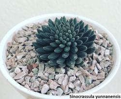 Kaktusi: Sinocrassula yunnanensis - 20 semenki