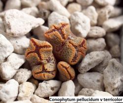 Seme cveća: Conophytum pellucidum v terricolor - 10 semenki