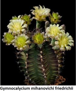 Kaktusi: Gymnocalycium mihanovichii v. friedrichii - 10 semenki