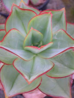 Seme cveća: Echeveria subrigida Pinal de Amoles - 20 semenki