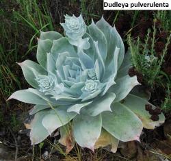 Seme cveća: Dudleya pulverulenta - 20 semenki