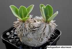 Seme cveća: Pachypodium eburneum - 5 semenki