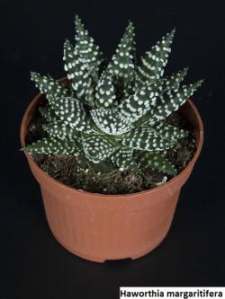 Seme cveća: Haworthia pumila - 10 semenki