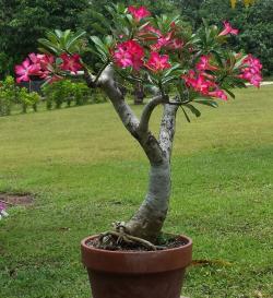 Seme cveća: Adenium Arabicum Saudi Mix - 5 semenki