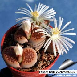 Seme cveća: Lithops hallii v ochracea /C059/ - 20 semenki