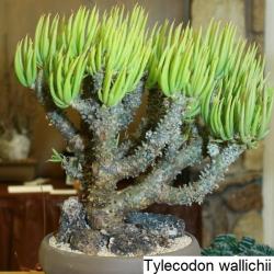 Kaktusi: Tylecodon wallichii - 20 semenki