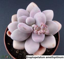 Seme cveća: Graptopetalum amethystinum - 20 semenki