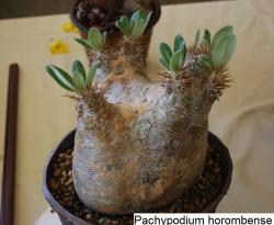 Seme cveća: Pachypodium horombense - 5 semenki