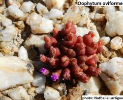 Seme cveća: Oophytum oviforme - 20 semenki