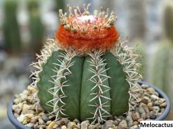 Kaktusi: Melocactus mix - 10 semenki