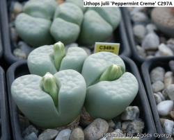 Seme cveća: Lithops julii /Peppermint creme/ - 10 semenki