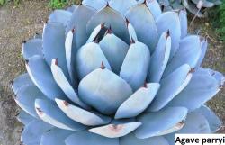 Kaktusi: Agave parryi - 10 semenki