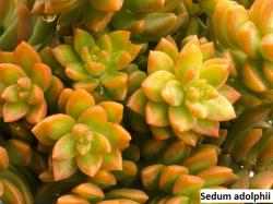 Seme cveća: Sedum Adolphii - 20 semenki