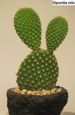 Seme cveća: Opuntia mix - 10 semenki