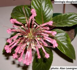 Seme cveća: Sinningia douglasii - 20 semenki