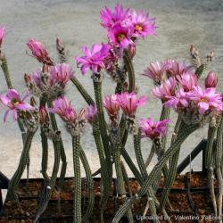 Kaktusi: Echinocereus poselgeri - 10 semenki