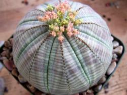 Seme cveća: Euphorbia obesa - 5 semenki