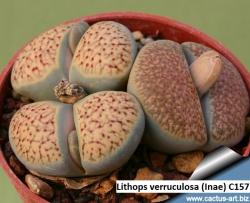 Seme cveća: Lithops verruculosa /Inae C157/ - 20 semenki