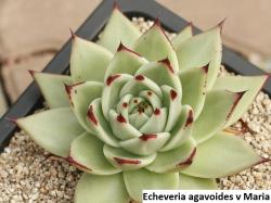 Seme cveća: Echeveria agavoides v Maria - 20 semenki