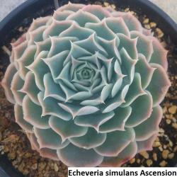 Seme cveća: Echeveria simulans Ascension - 20 semenki