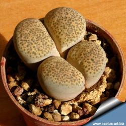 Seme cveća: Lithops terricolor /C134/ - 20 semenki