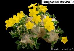 Kaktusi: Pachypodium brevicaule - 5 semenki