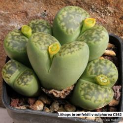 Seme cveća: Lithops bromfieldii v insularis var Sulphurea C362 - 20 semenki