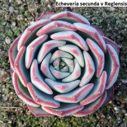 Seme cveća: Echeveria secunda v Reglensis - 20 semenki