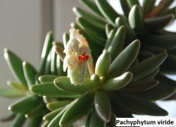 Seme cveća: Pachyphytum viride - 20 semenki