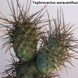 Kaktusi: Tephrocactus aoracanthus - 5 semenki