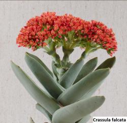 Seme cveća: Crassula falcata - 20 semenki